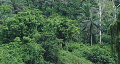 recursos florestais em angola
